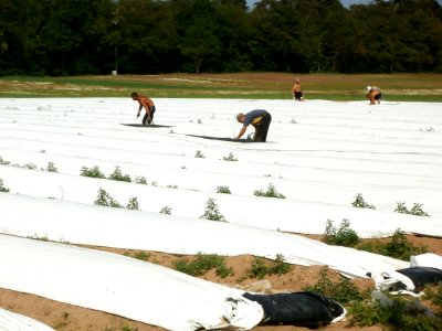20120522Spargel_Hockenheim13