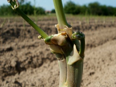 20120522Spargel_Hockenheim04