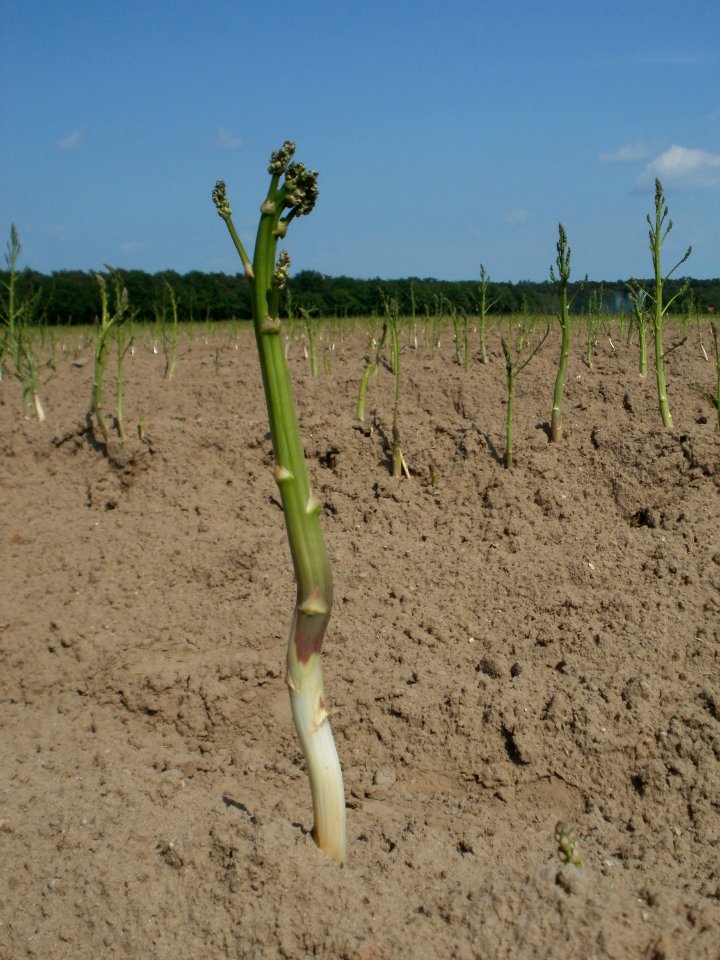 20120522Spargel_Hockenheim11