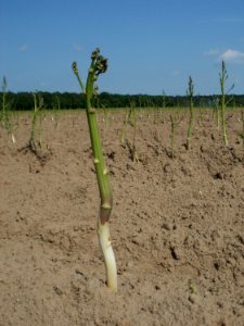 20120522Spargel_Hockenheim11