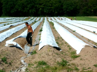 20120522Spargel_Hockenheim12