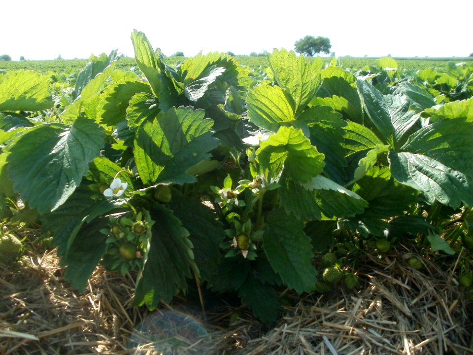 20120511Erdbeerfeld_Reilingen01