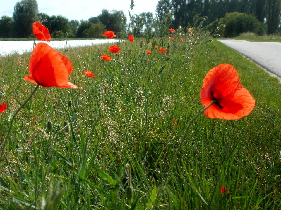 20120522Mohnblumen_Hockenheim2