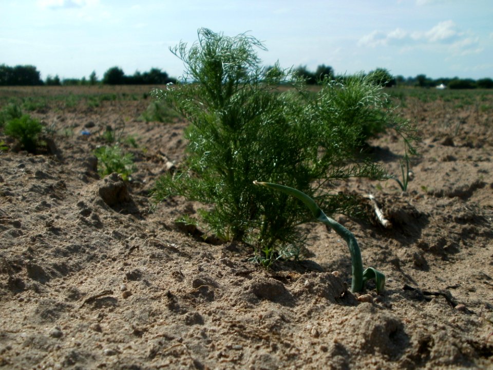 20120511Tripleurospermum_inodorum6