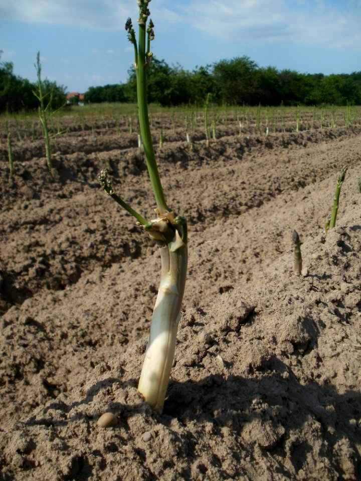 20120522Spargel_Hockenheim03