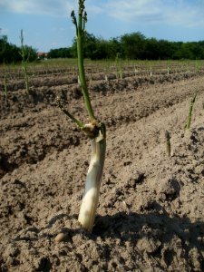 20120522Spargel_Hockenheim03