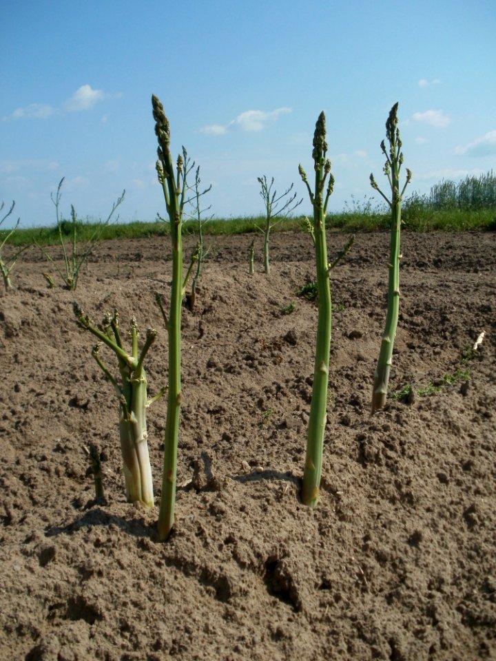 20120522Spargel_Hockenheim02