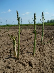 20120522Spargel_Hockenheim02