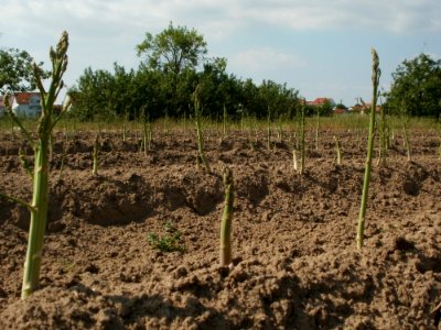 20120522Spargel_Hockenheim08