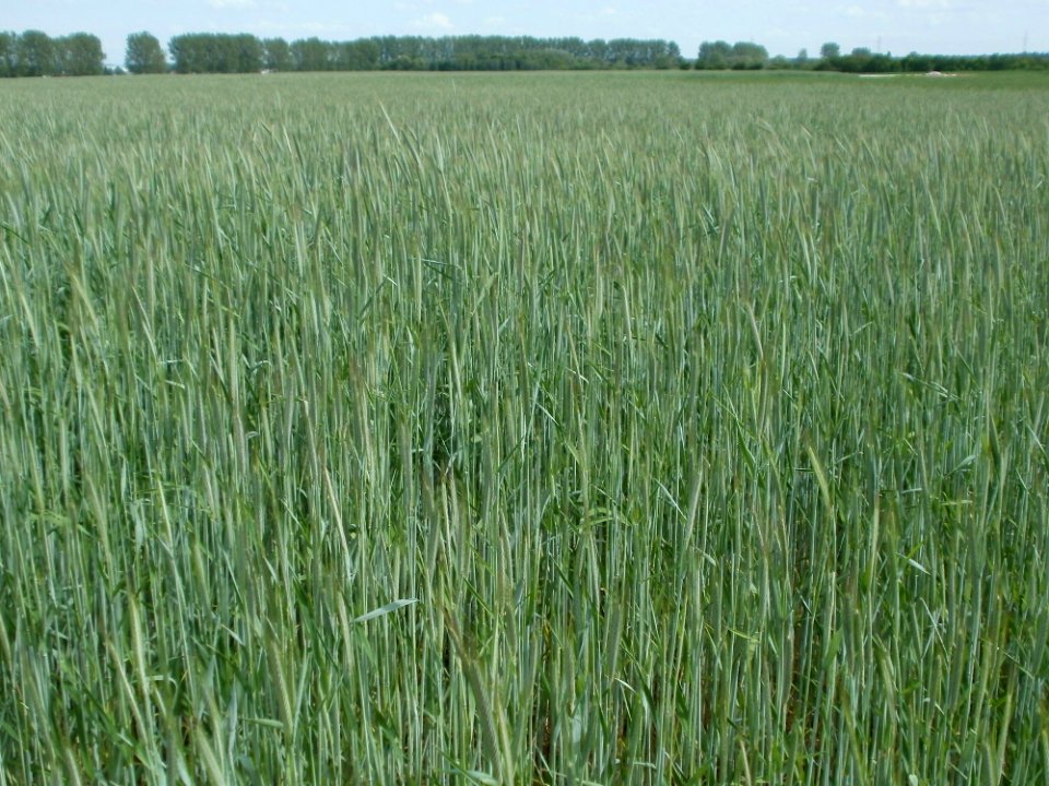 20120510Roggen_Reilingen3
