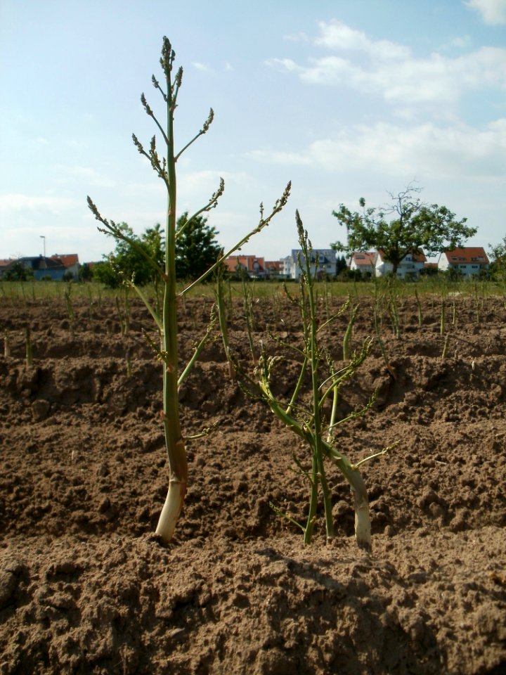 20120522Spargel_Hockenheim06