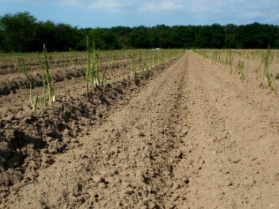 20120522Spargel_Hockenheim07