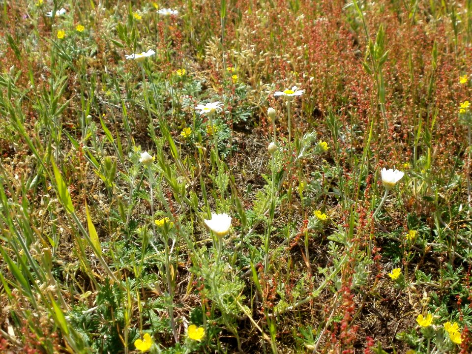 20120513Wiese_Hockenheim8