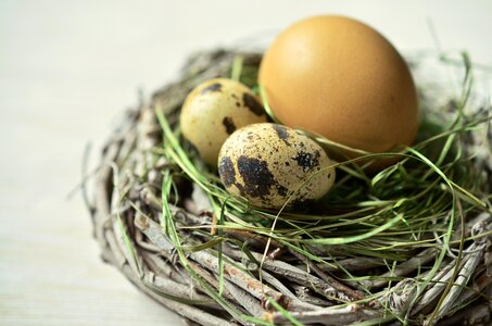 Easter easter nest easter decoration