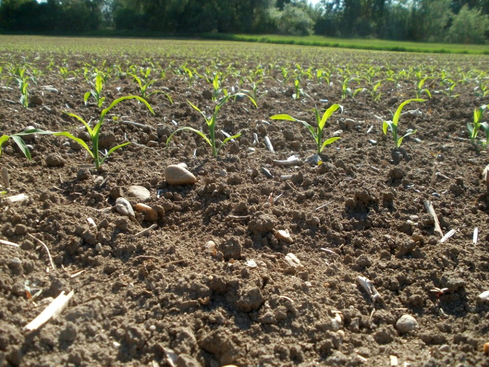20120510Maisfeld_Altlussheim4