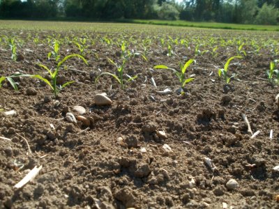 20120510Maisfeld_Altlussheim4