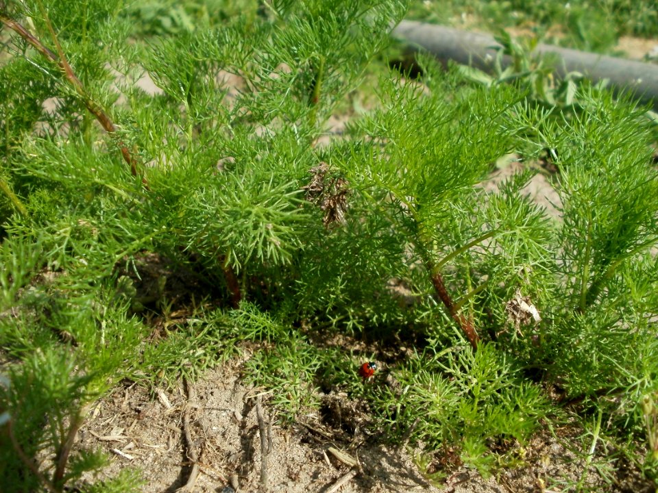 20120511Tripleurospermum_inodorum3