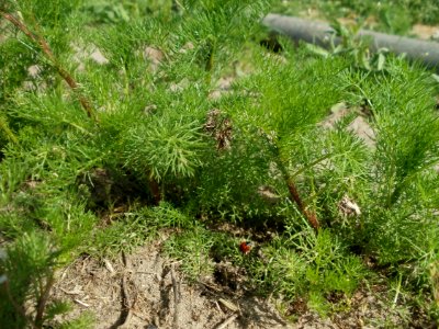 20120511Tripleurospermum_inodorum3