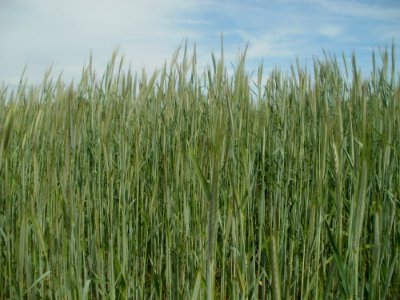 20120510Roggen_Reilingen2