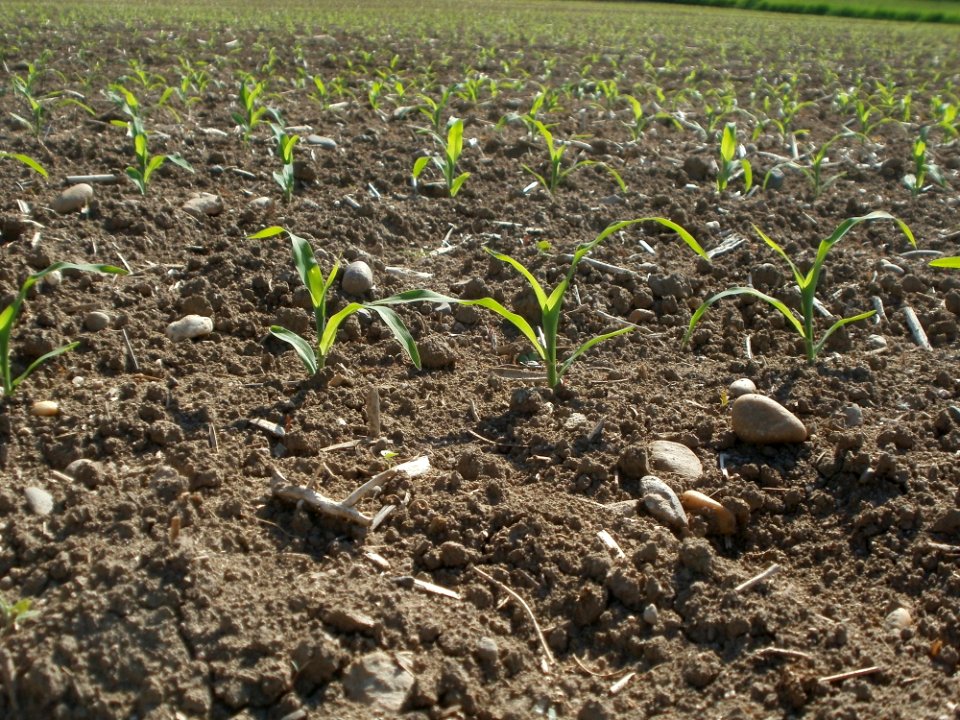 20120510Maisfeld_Altlussheim5