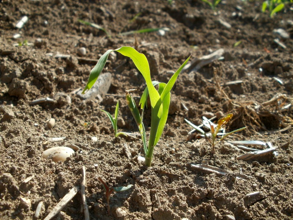 20120510Maisfeld_Altlussheim2