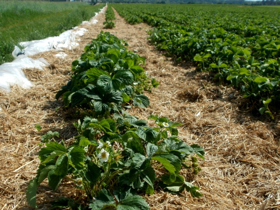 20120511Erdbeerfeld_Reilingen11