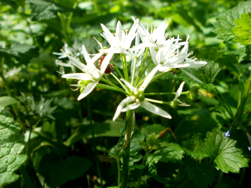 20120510Baerlauch2