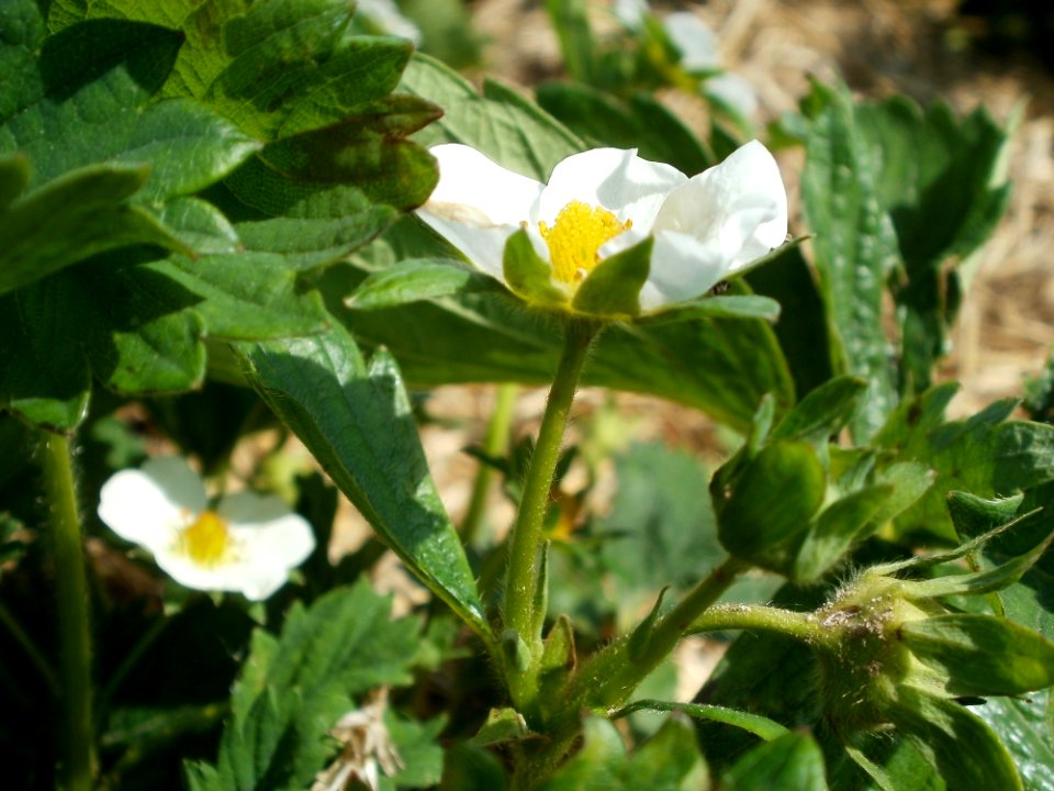 20120511Erdbeerfeld_Reilingen03