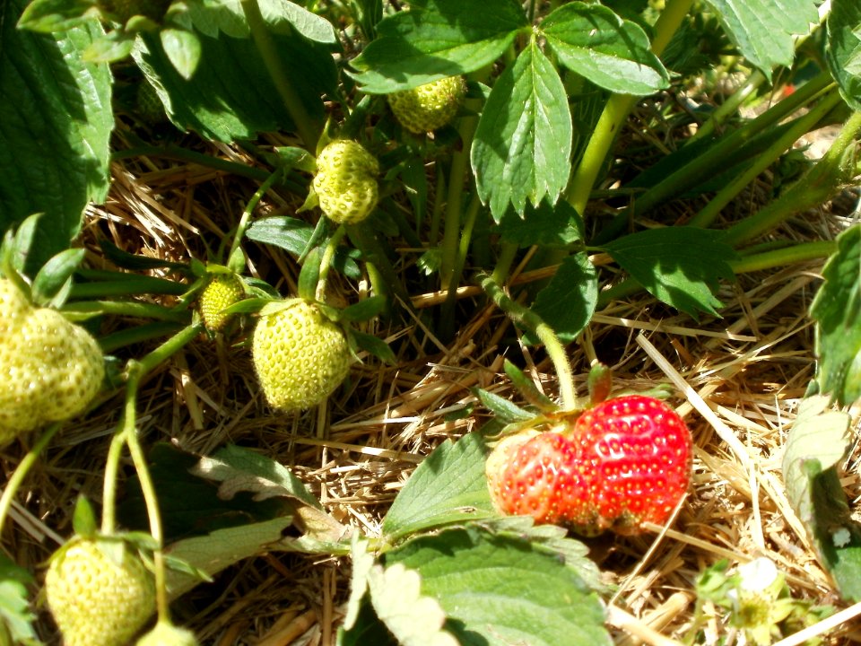 20120511Erdbeerfeld_Reilingen07