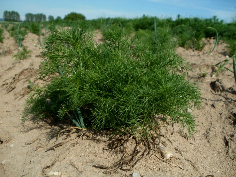 20120511Tripleurospermum_inodorum5