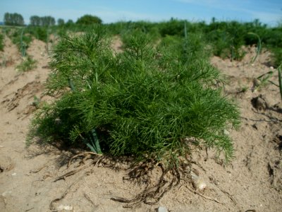 20120511Tripleurospermum_inodorum5