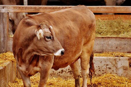 Animals animal world cows