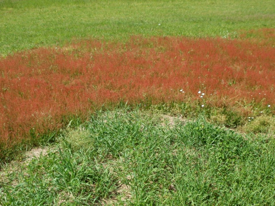 20120513Wiese_Hockenheim5