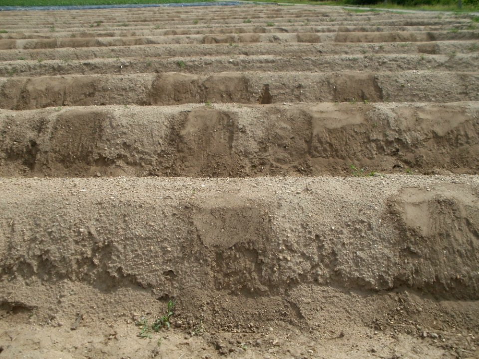 20120510Spargel2