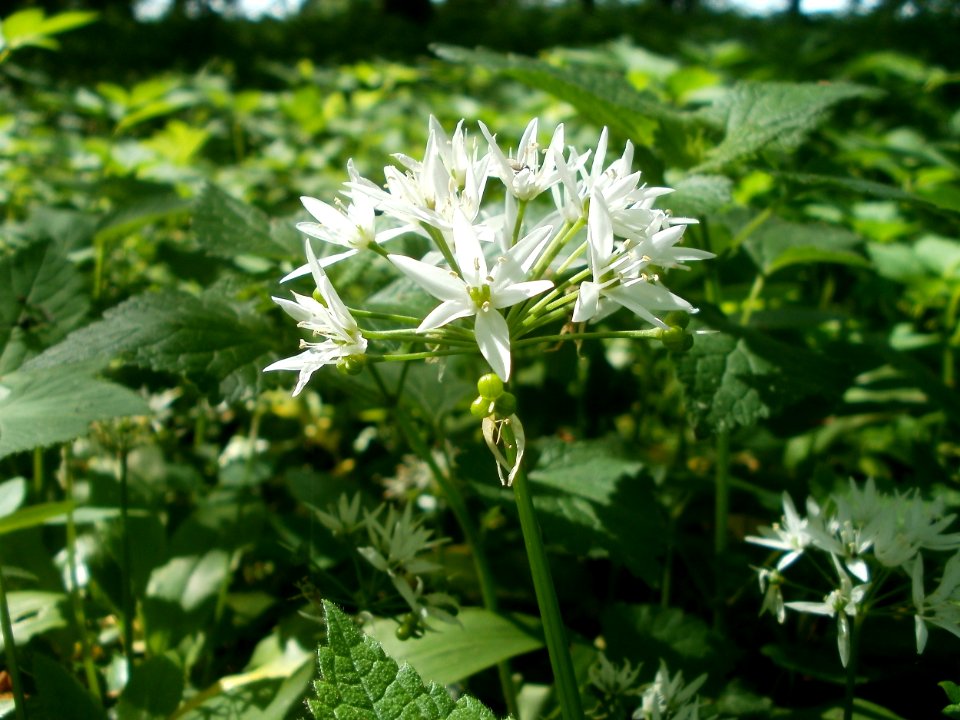 20120510Baerlauch1