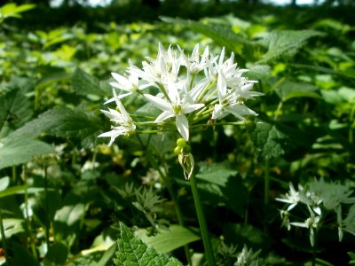 20120510Baerlauch1