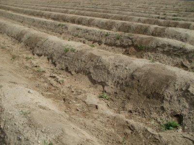 20120510Spargel1