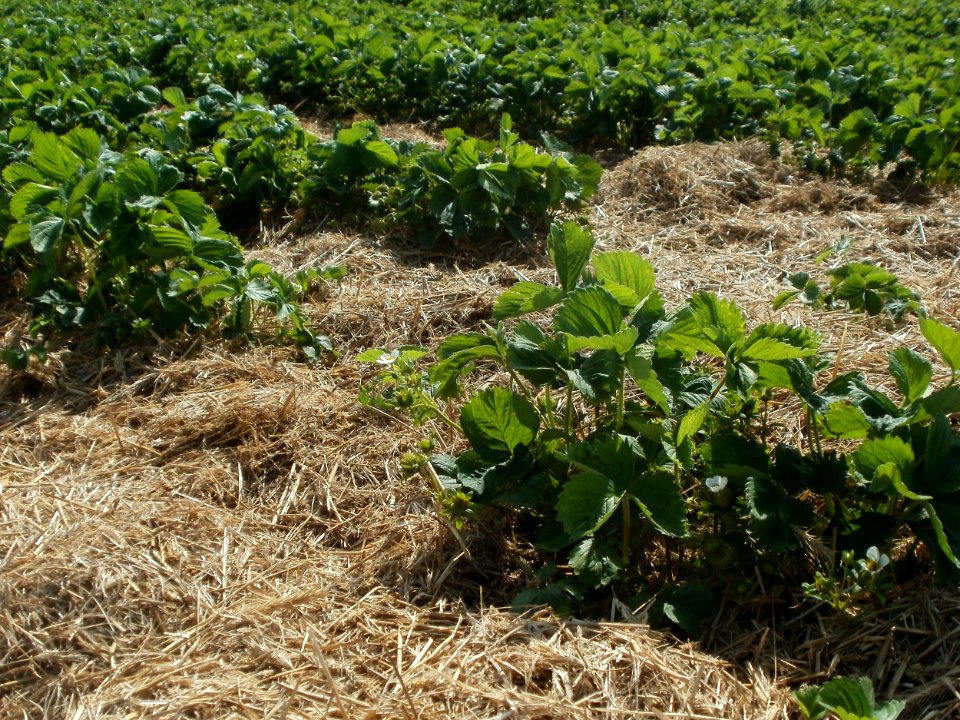20120511Erdbeerfeld_Reilingen10