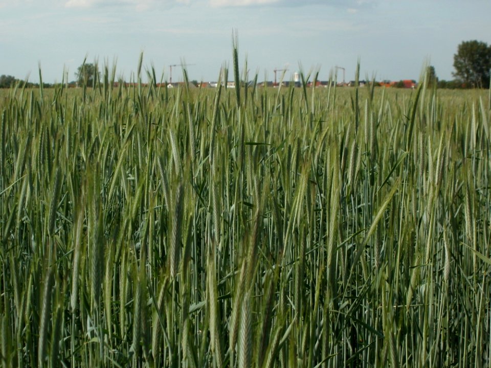 20120511Roggen_Reilingen4
