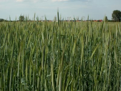 20120511Roggen_Reilingen4