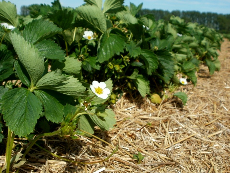 20120511Erdbeerfeld_Reilingen05