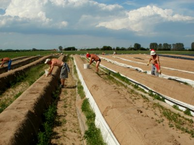 20120511Spargelernte4