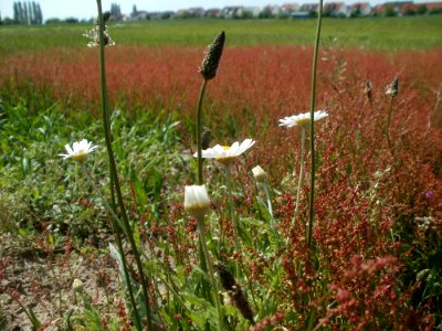 20120513Wiese_Hockenheim2