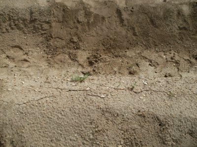 20120510Spargel3