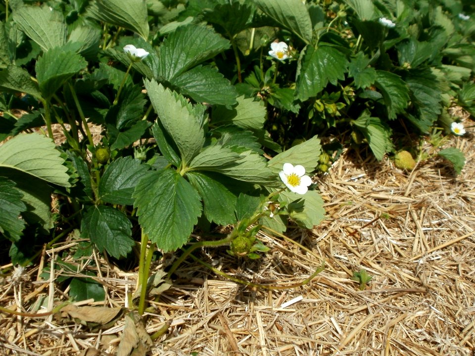 20120511Erdbeerfeld_Reilingen04