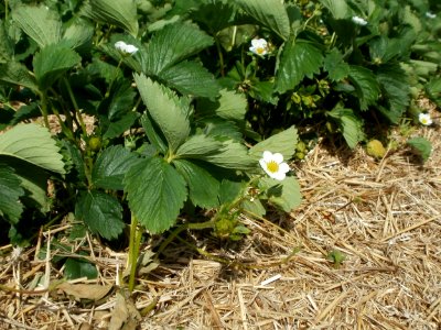 20120511Erdbeerfeld_Reilingen04