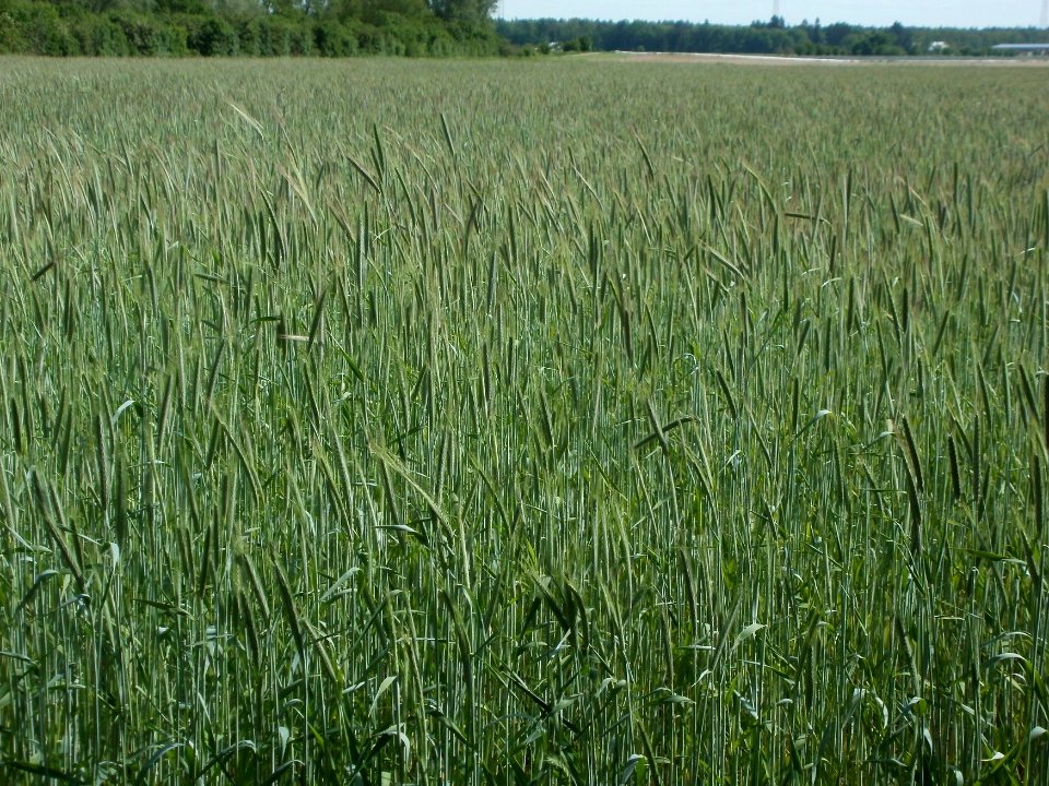 20120511Roggen_Reilingen1
