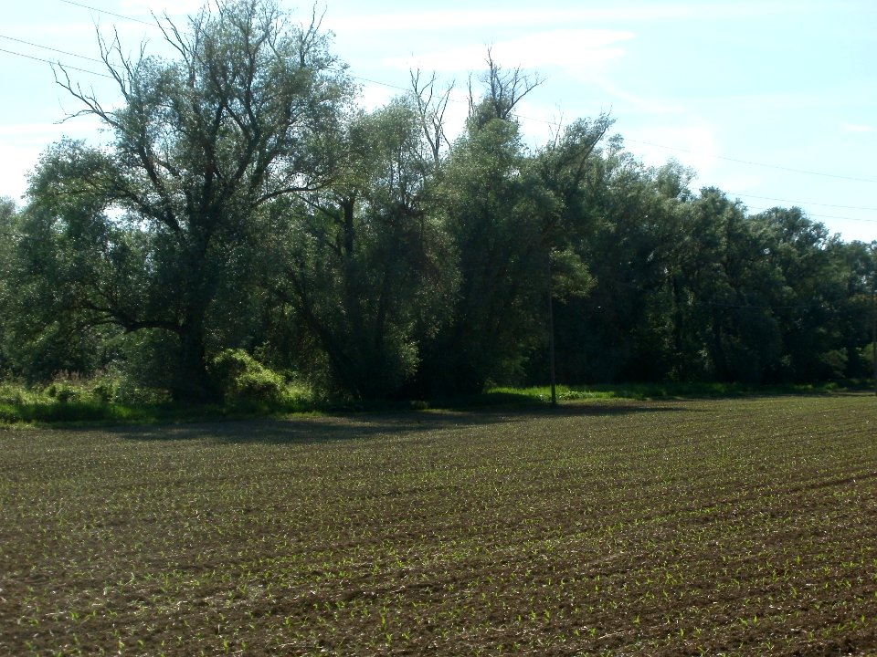 20120510Wagbach1