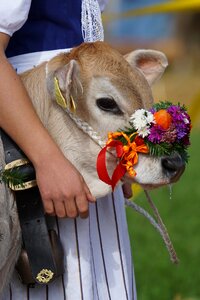 Appenzell stone calf
