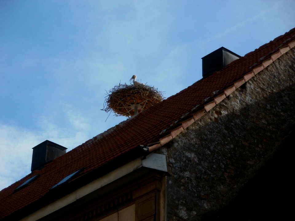 20120511Storchennest_Hockenheim